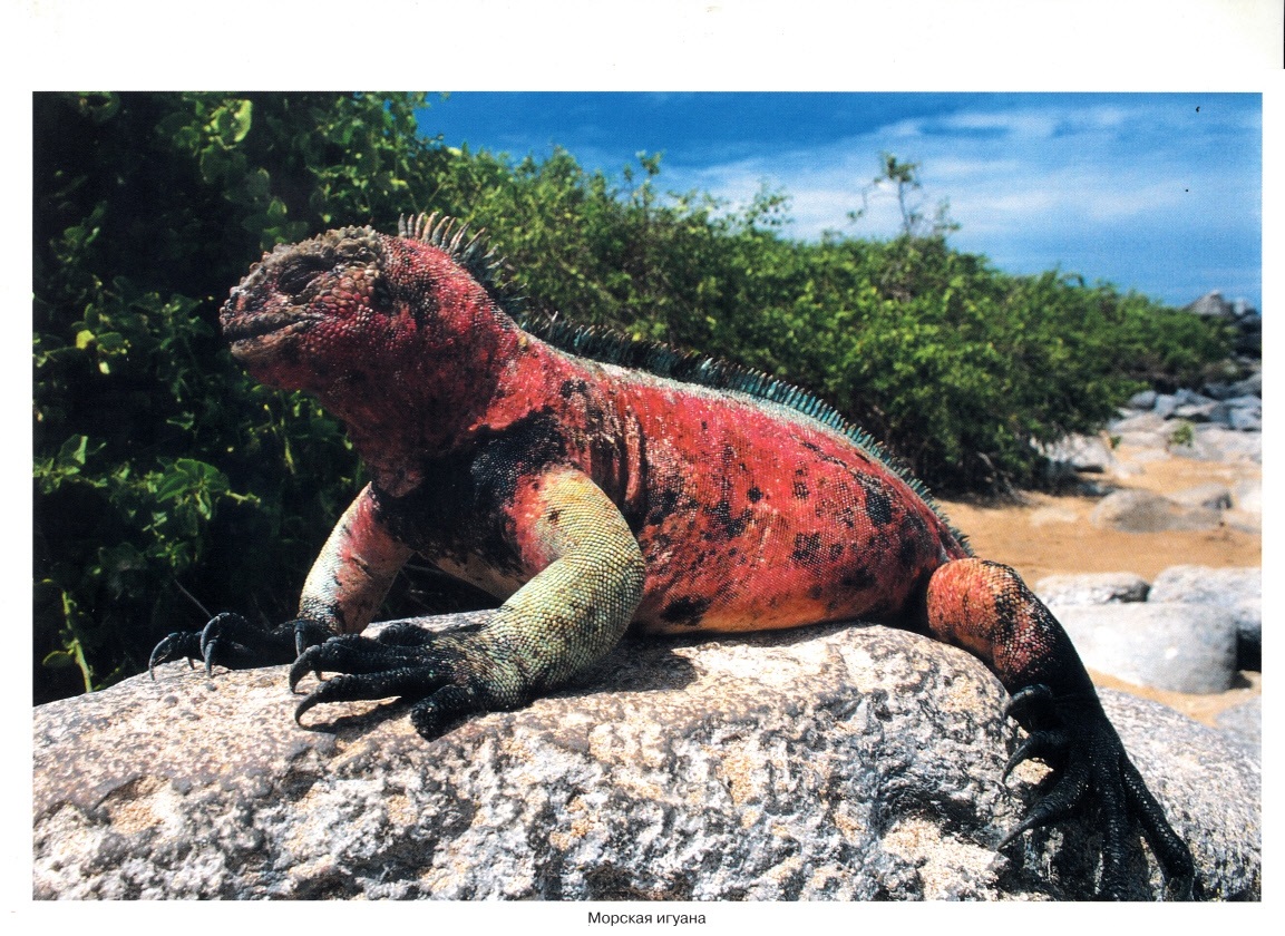 Книга из серии Мир в картинках - Рептилии и амфибии  